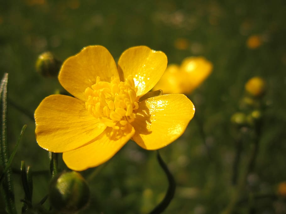 Buttercup, Sharp Buttercup, ranunculus acris, yellow, blossom HD wallpaper