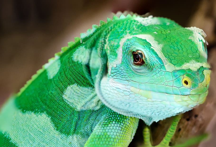 macro photography of green chameleon, animal, gecko, lizard HD wallpaper
