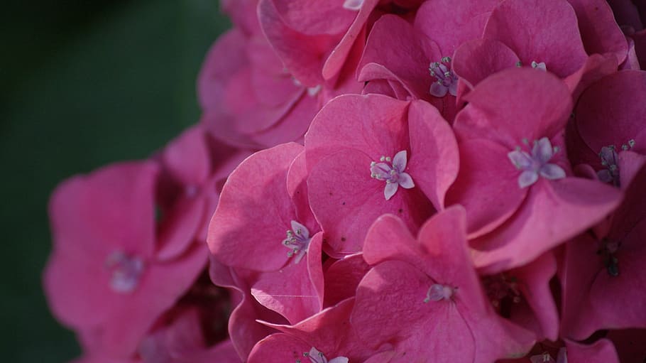 flower, nature, violet, hydrangea macro phyla, flowering plant HD wallpaper