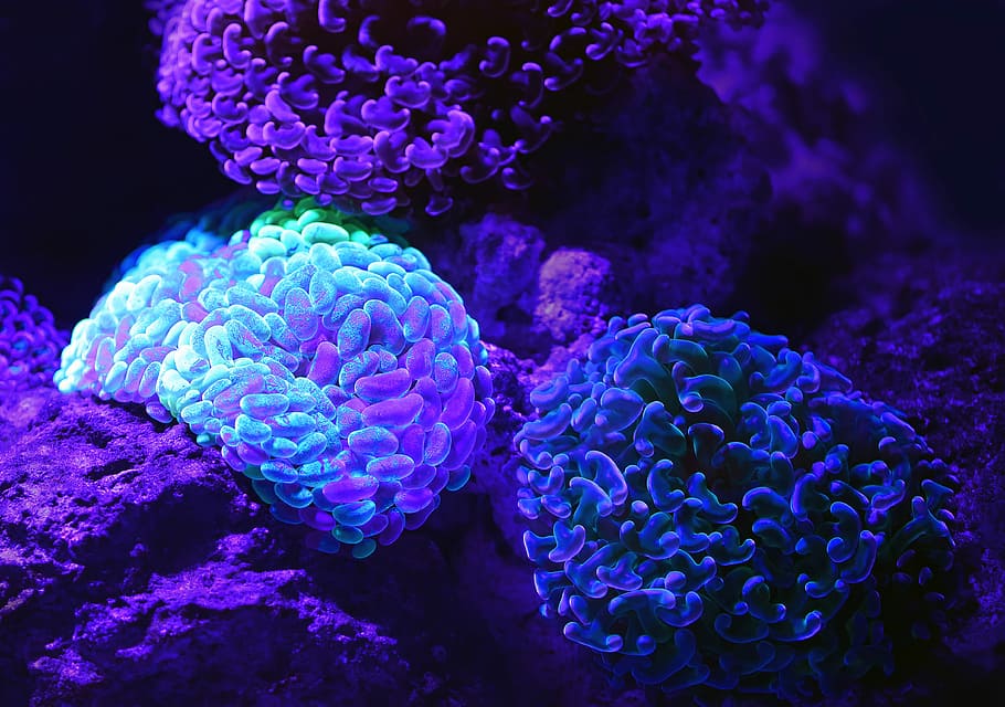 purple microscopic organisms, blue and purple microscopic photography, HD wallpaper