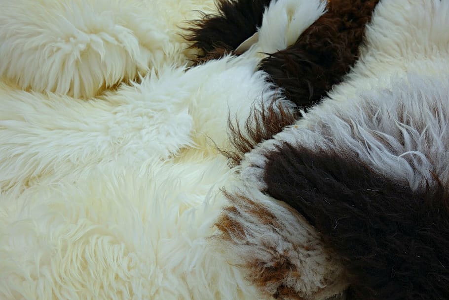 fleece, hide, wool, sheep, fluffy, animal hide, sheep wool, HD wallpaper