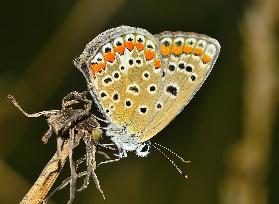 brown butterfly close up photography, insects, moth, invertebrate HD wallpaper