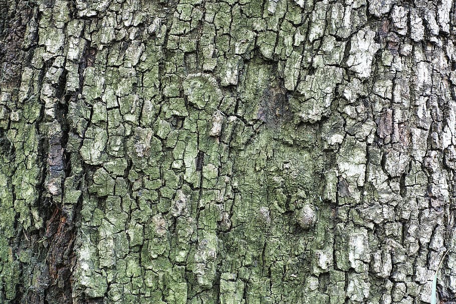 tree, texture, billet, timber, detail shots, nobody, backgrounds HD wallpaper