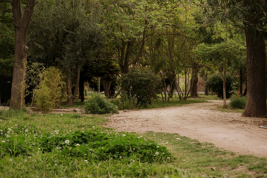 path, trail, plants, trees, green, forest, nature, outdoors HD wallpaper