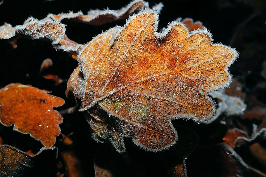 Oak, Leaf, Leaves, Ground, Winter, frozen, eiskristalle, colorful HD wallpaper