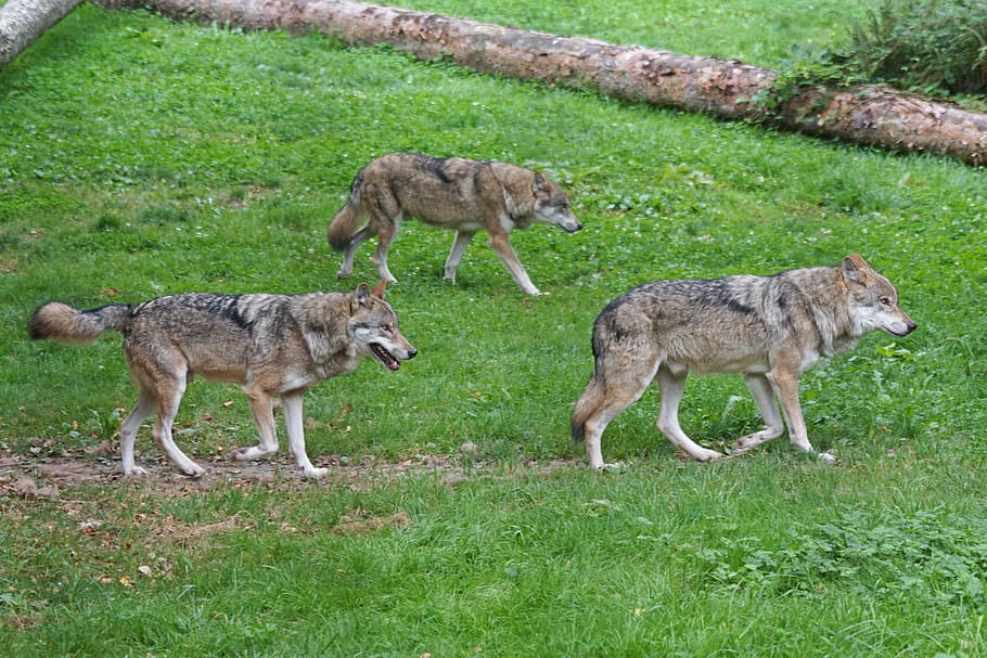 three Czechoslovakian wolfdogs on green grass under blue sky HD wallpaper
