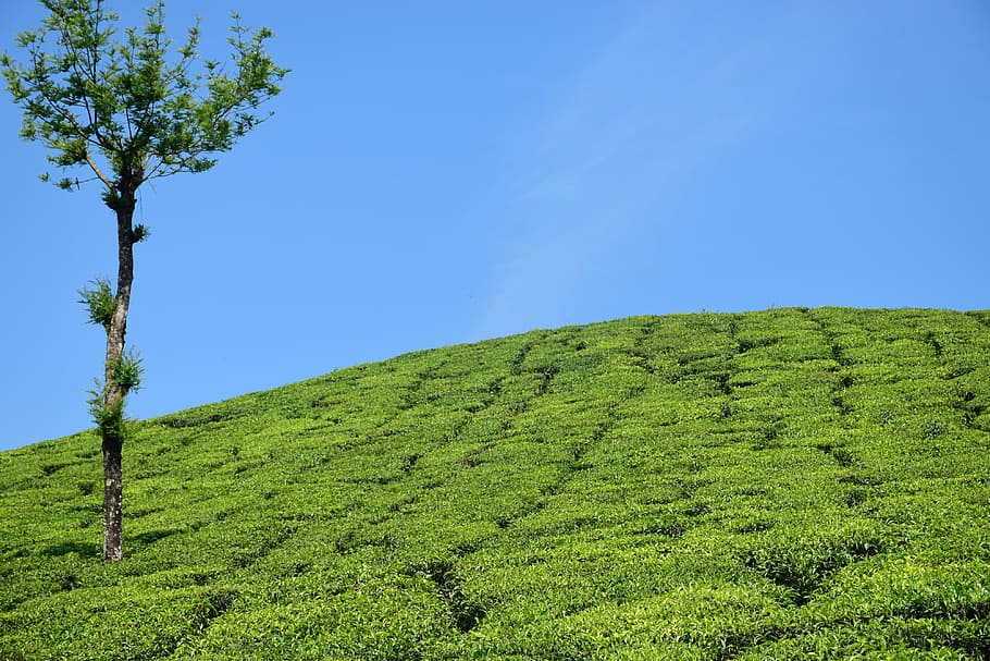 Tea Garden, Tea Plantation, Tea Estate, munnar, kerala, india, HD wallpaper