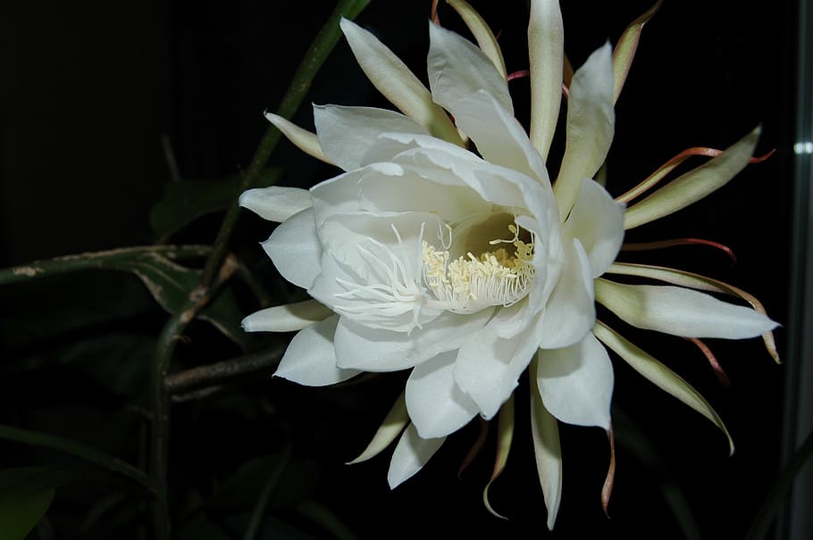 HD Wallpaper: Queen Of The Night, Blossom, Bloom, Flower.