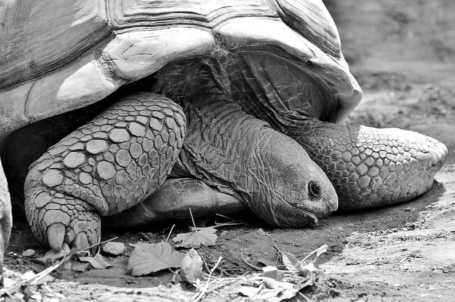 turtle, reptile, tortoise, tortoise shell, giant tortoise, zoo HD wallpaper
