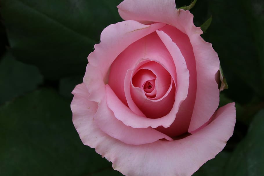 pink rose in close-up photography, flowers, beautiful, rose garden, HD wallpaper