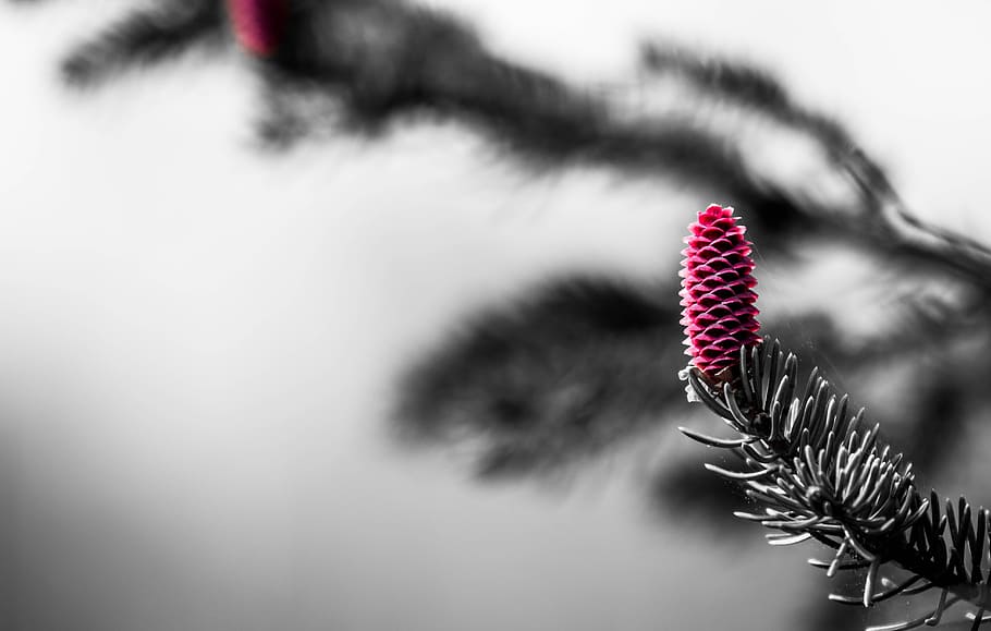 macro photography of pink pinecone, pine cone, christmas, tree HD wallpaper