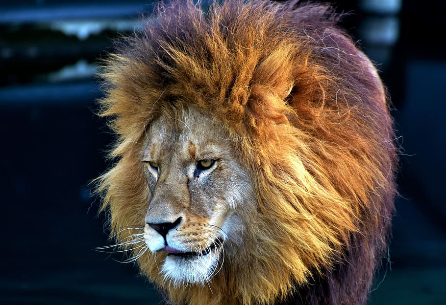 beige lion, cat, predator, big cat, lion's mane, wild, carnivores HD wallpaper