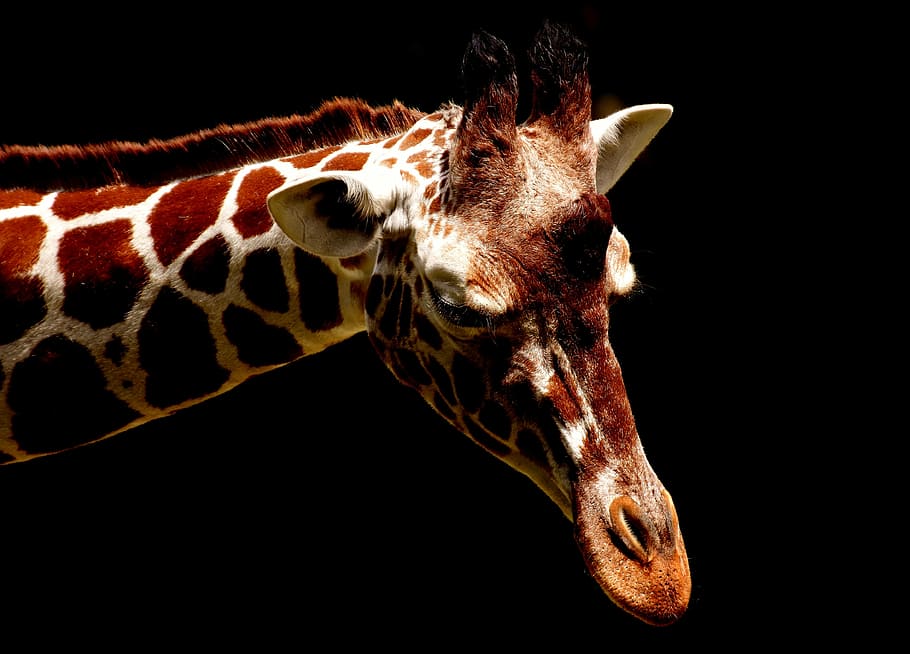 close up photo of giraffe head, wild animal, stains, long jibe, HD wallpaper