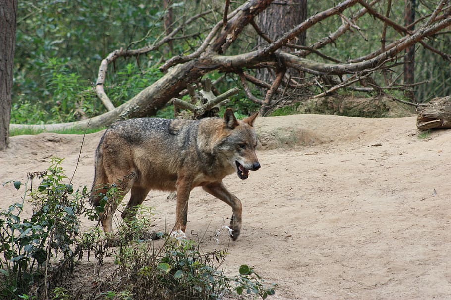 brown wolf walking in the forest, mammal, wild, animal themes HD wallpaper