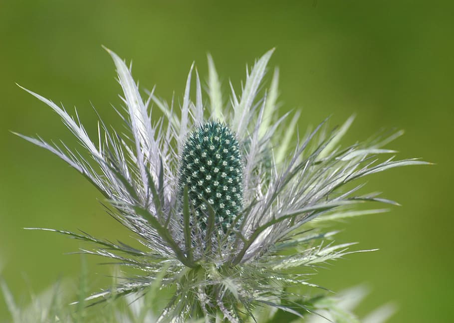 Blossom, Bloom, Thistle, Sting, Close, plant, nature, violet HD wallpaper
