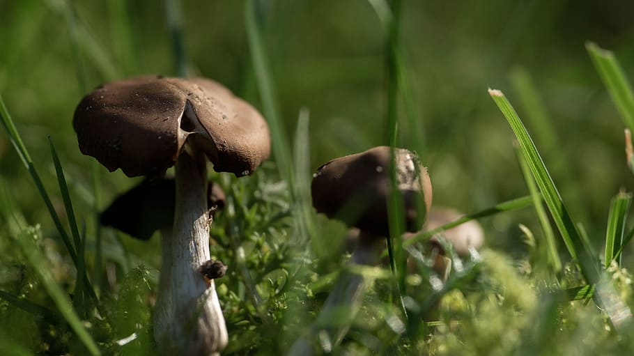 nature, grass, leaf, plant, food, summer, mushrooms, small HD wallpaper