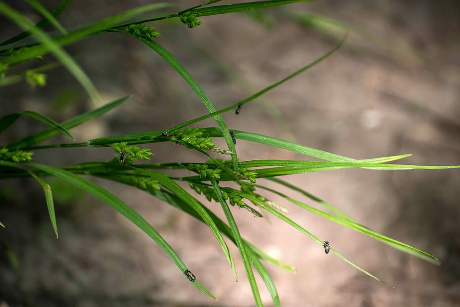 Bugs on the grass, photos, nature, public domain, plant, green Color HD wallpaper