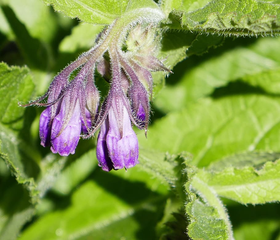 comfrey, herb, flower, herbal, plant, leaf, organic, natural HD wallpaper
