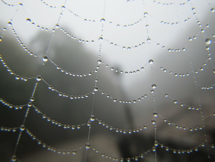 web, critter, water, moisture, drop, spider web, close-up, wet HD wallpaper