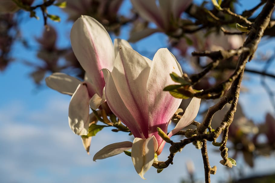 Magnolia, Blossom, Tree, Tree, Spring, Spring, Garden, flower HD wallpaper