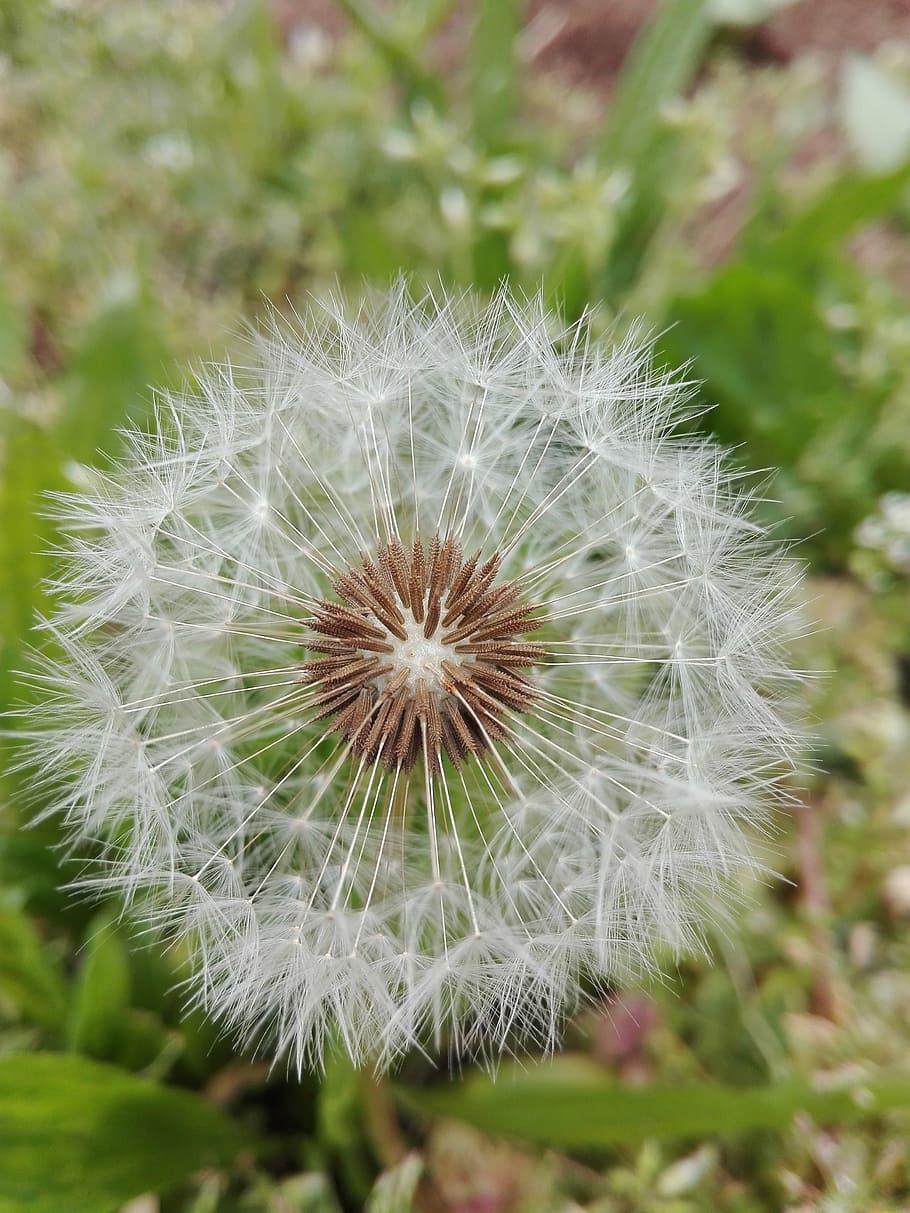 flower, spring, photomicrography, fragility, vulnerability HD wallpaper
