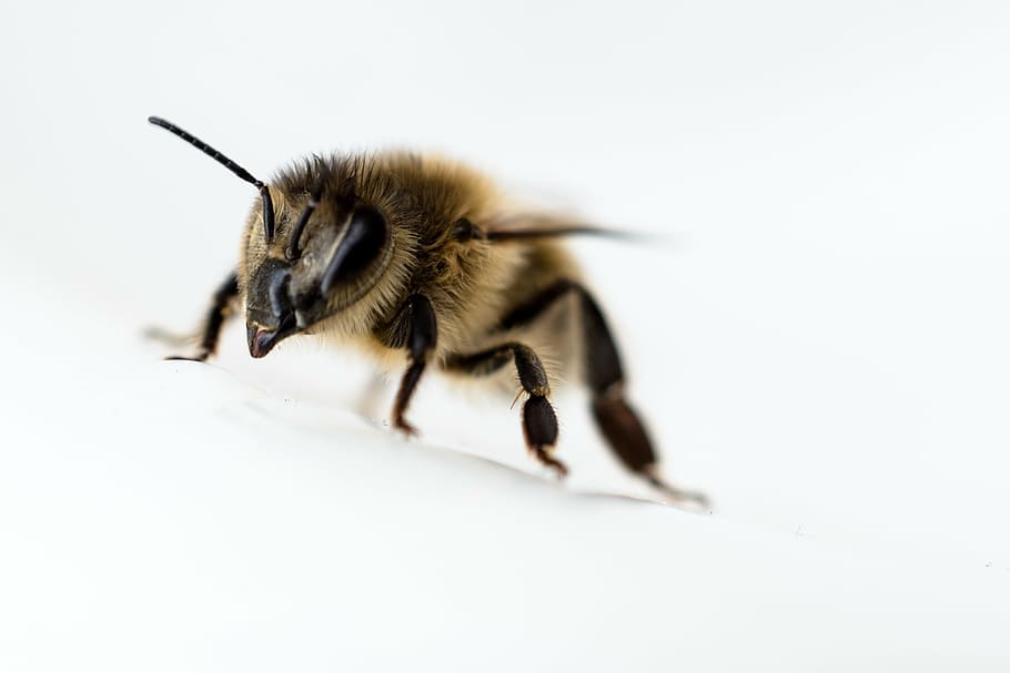 bee, close, insect, one animal, animal themes, animal wildlife HD wallpaper