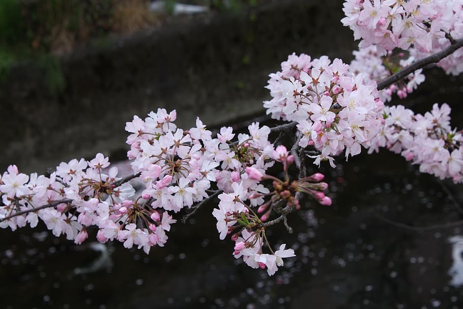 cherry blossoms, spring, petal, flowering plant, fragility HD wallpaper