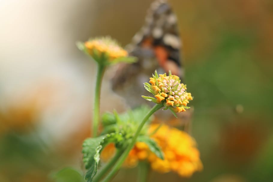 butterfly, macro, close, green field, animal, spring, flower HD wallpaper