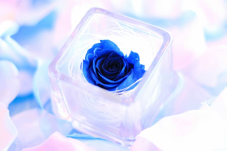 blue flower in clear square glass container, close-up, one animal HD wallpaper