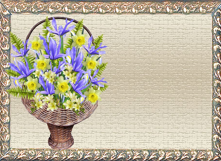 greeting card, iris, daffodil, flower, flowering plant, freshness HD wallpaper
