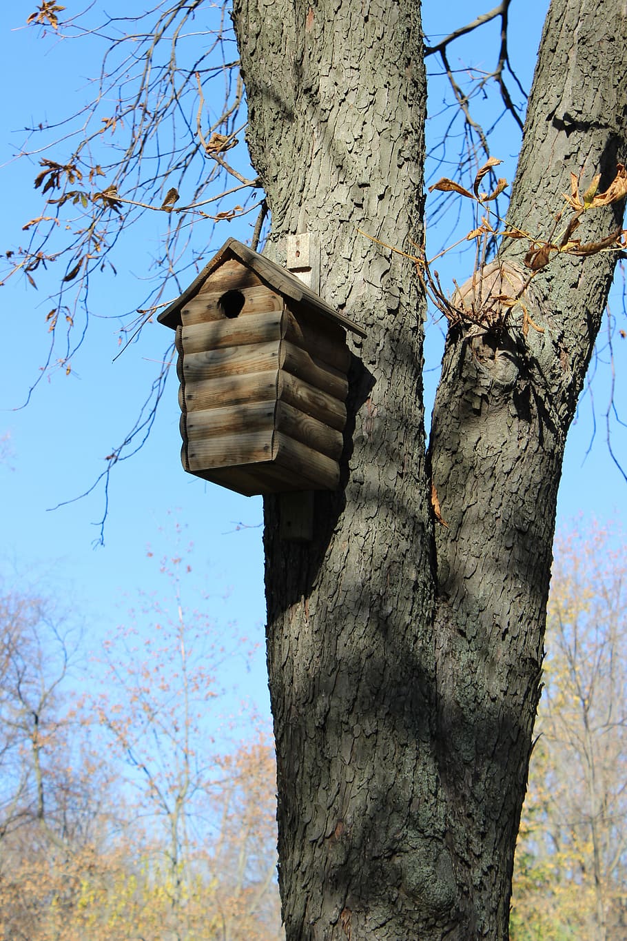Birdhouse, Tree, Feeder, park, animal Nest, nature, bird's Nest HD wallpaper