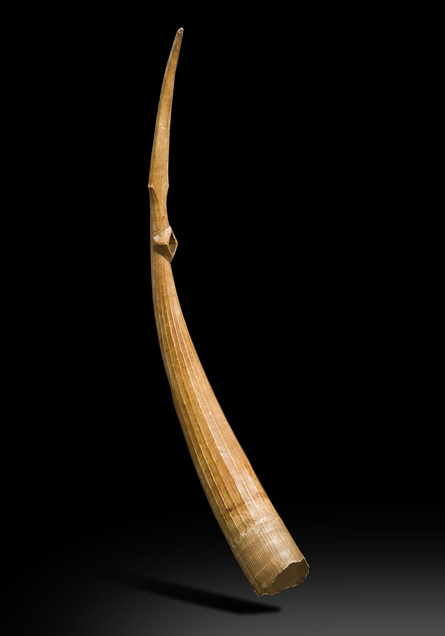 ivory, africa, defence, studio shot, indoors, single object HD wallpaper