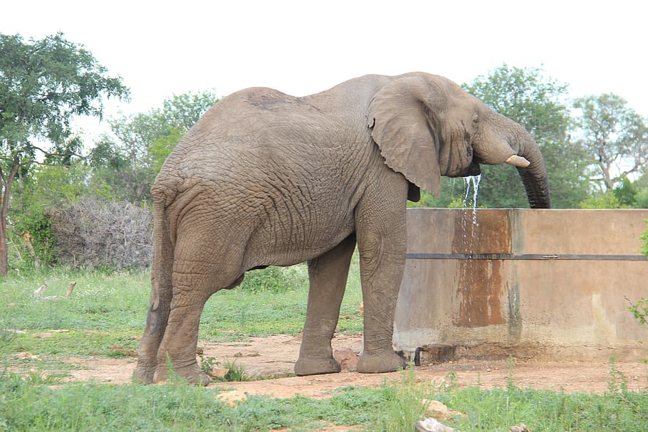 elephant, at the, drink, animal themes, animal wildlife, tree HD wallpaper