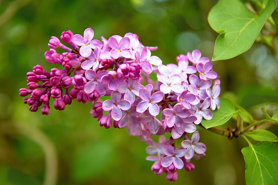 spring, bush, lilac, pink, bloom, purple, nature, plant, leaf HD wallpaper