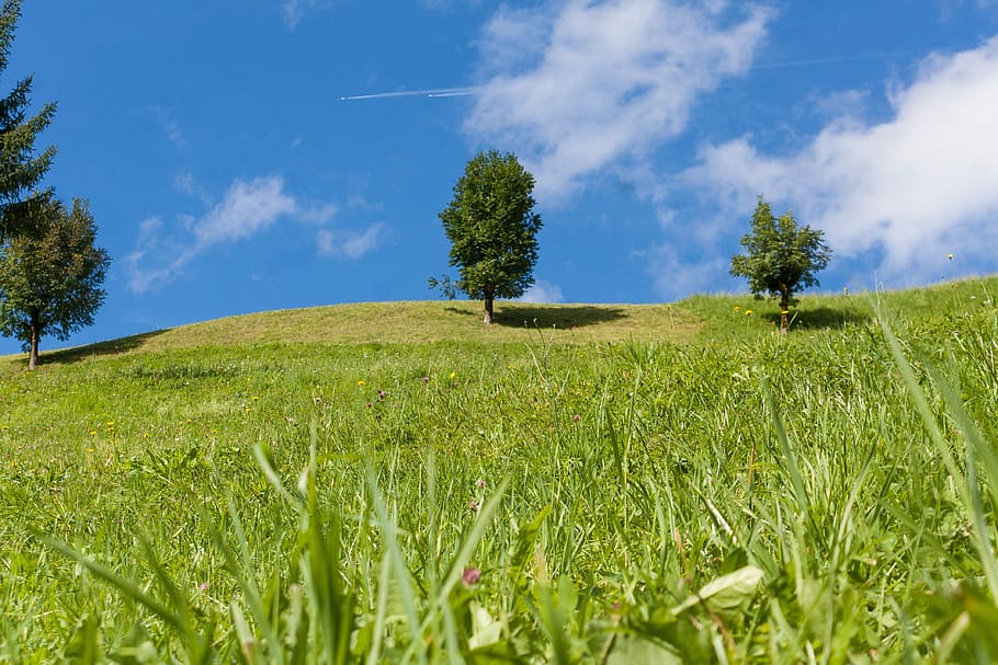 Landscape, Clouds, Grass, Tree, sky, blue, green, flower meadow HD wallpaper