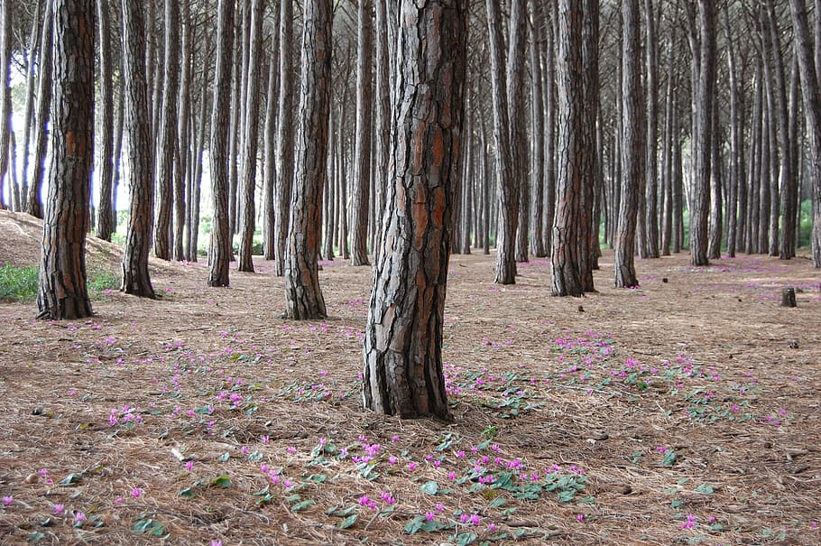 Forest, Nature, Trees, Flowers, outdoors, landscape, woodland HD wallpaper