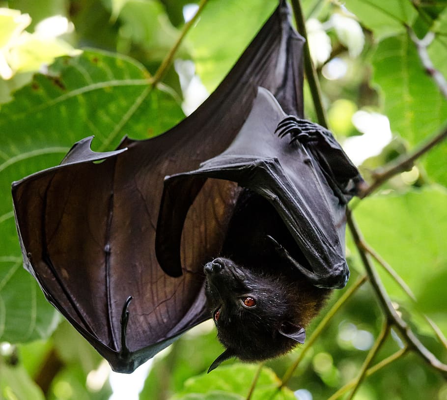 HD wallpaper: shallow focus photography of black fruit bat, nature, animal  world | Wallpaper Flare