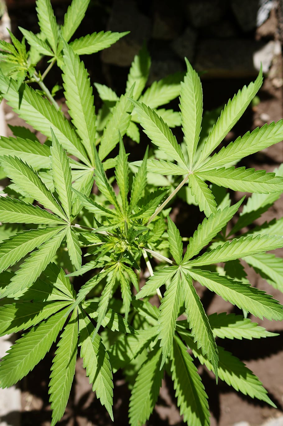 close-up photo of green cannabis, leaf, nature, marijuana - Herbal Cannabis