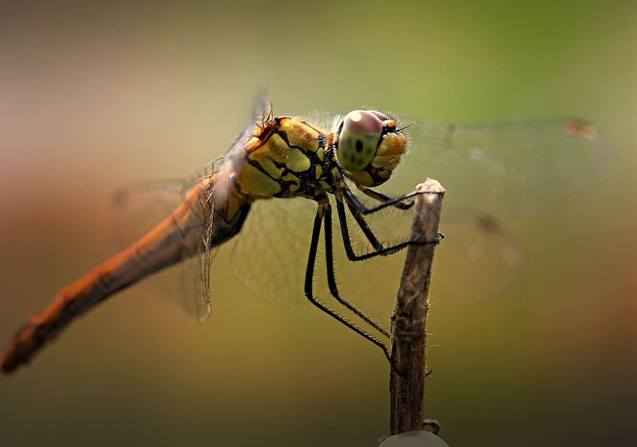 dragonfly, insecta, wings, rest, plant, transparent, nature HD wallpaper