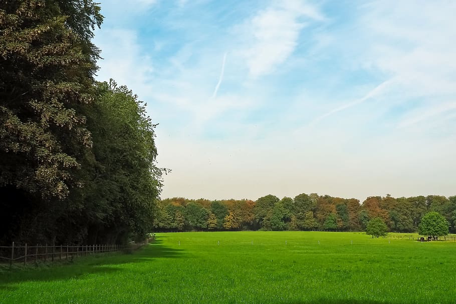 Landscape, Nature, Forest, Summer, pasture, lane, meadow, away HD wallpaper