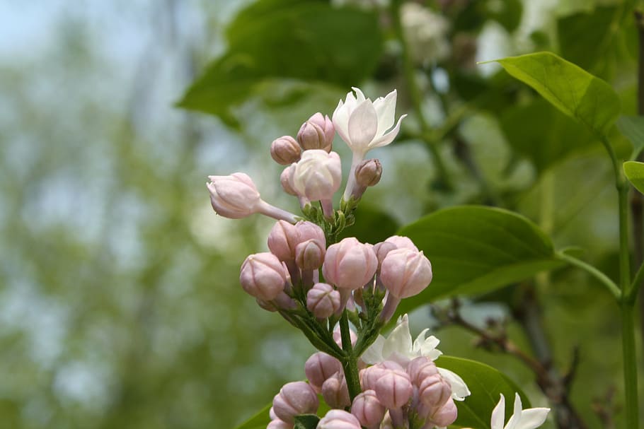 lilac, pink, purple, white, flower, flowering plant, fragility HD wallpaper