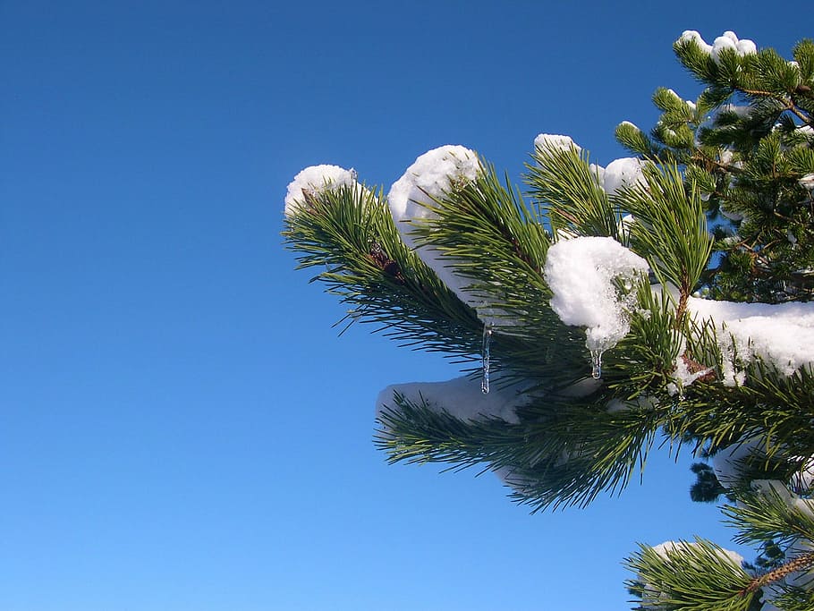 Snow, Branch, Pine, Icicle, Frost, blue sky, frozen, winter, HD wallpaper