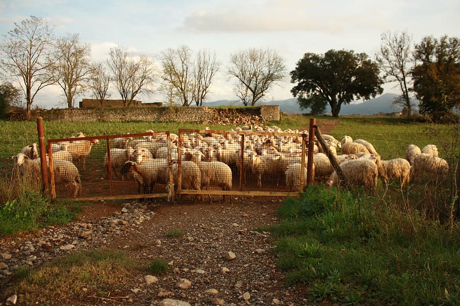 nature, sheep, flock, grass, prato, trees, pets, domestic, mammal HD wallpaper