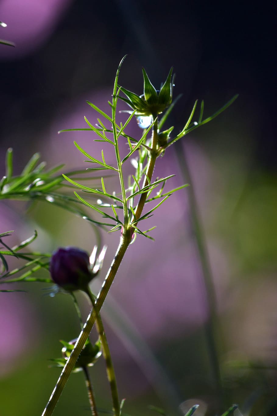 growing, spring, garden, plant, growth, beauty in nature, flower HD wallpaper