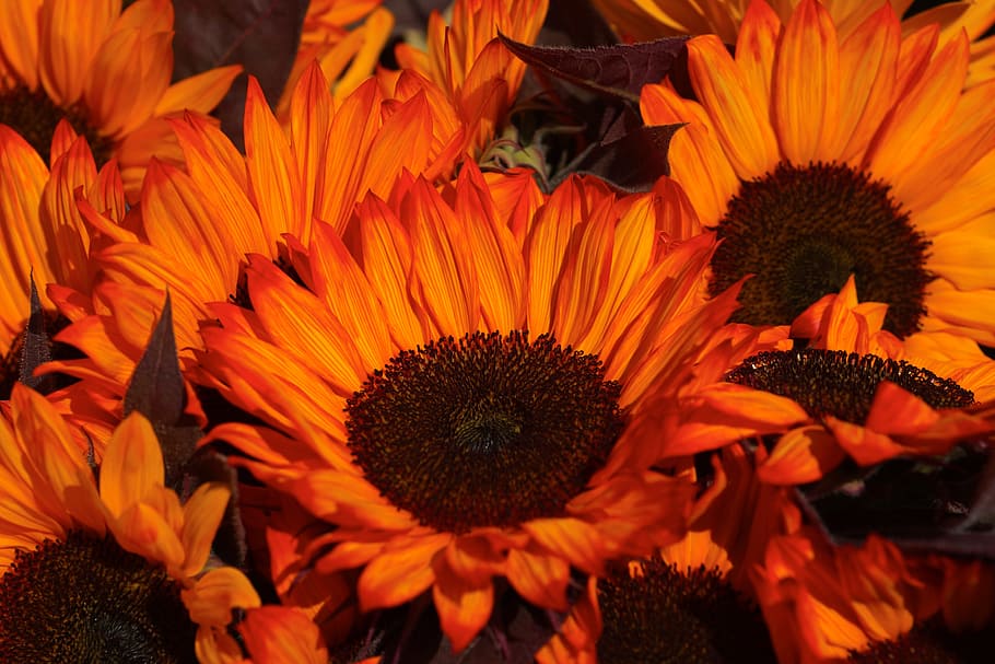 sunflower, orange, yellow, bloom, summer, bright, blossom, bouquet HD wallpaper