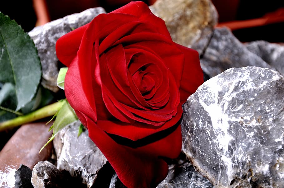 rose, stone, red, rose - Flower, nature, petal, love, flowering plant HD wallpaper