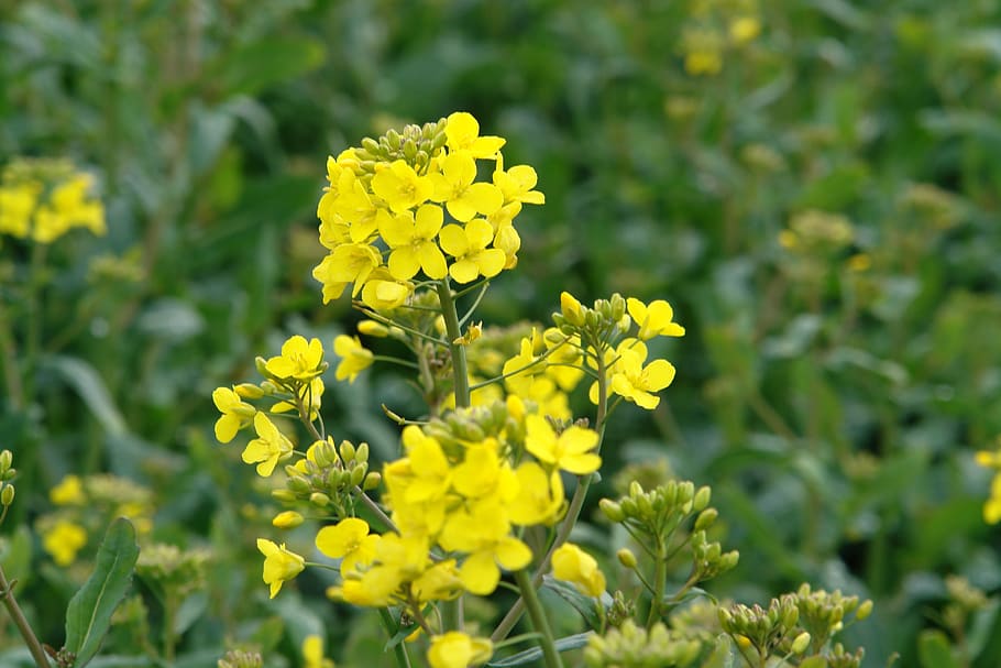 flower, yellow, spring, flowering plant, vulnerability, freshness HD wallpaper