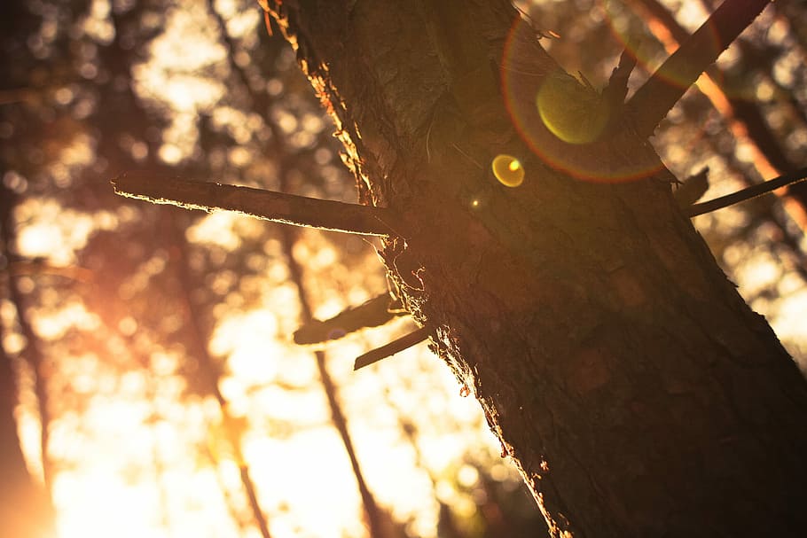Sunlights vs. Tree, nature, forest, outdoors, woodland, wood - Material HD wallpaper