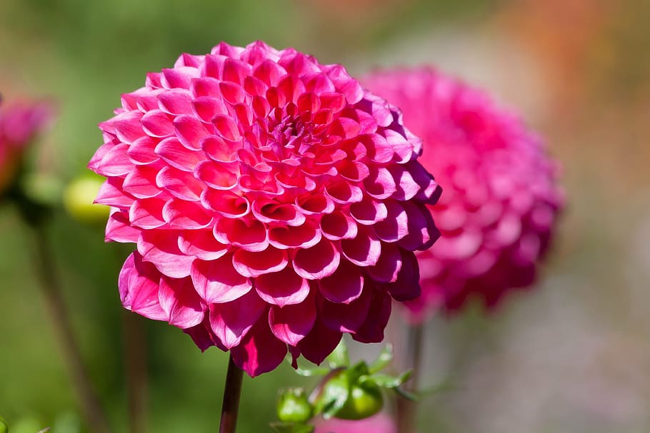 selective focus photography of pink dahlia flowers, dahlias, geothermal, HD wallpaper