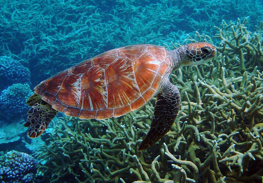 brown and black turtle under body of water, orange, black tortoise HD wallpaper